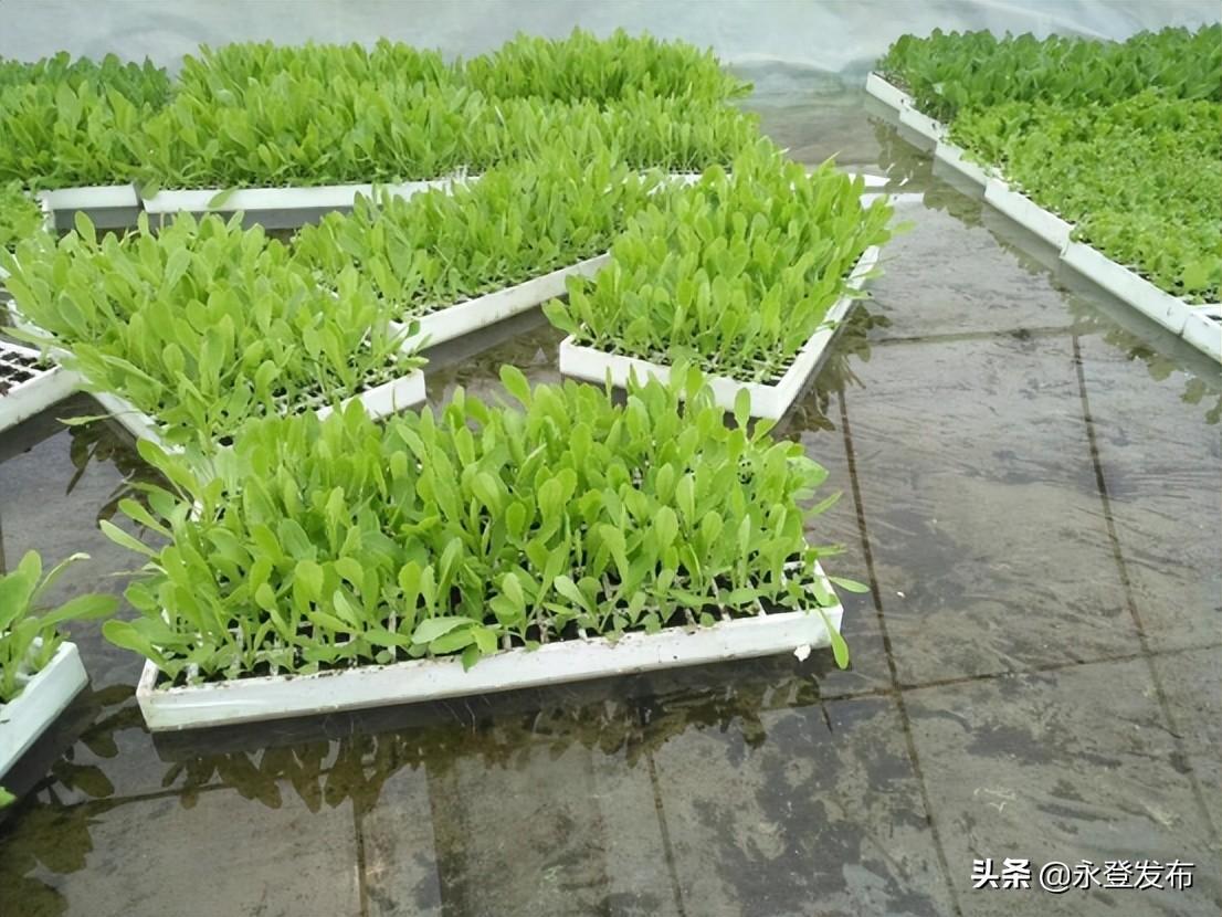文化馆 第336页