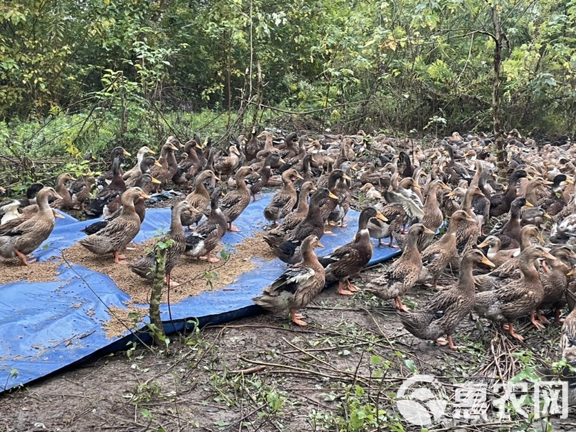 科技赋能重塑生活品质，最新麻鸭价格概览