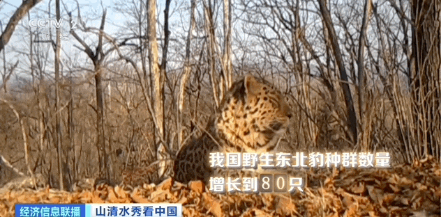 探寻最新狼王位置，追踪丛林领袖的踪迹