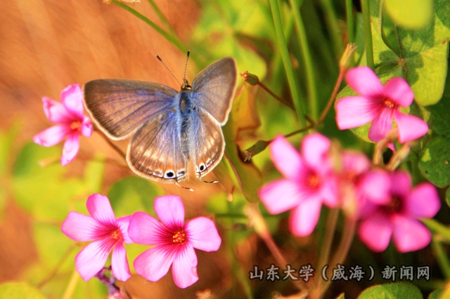最新蝶蝶恋步骤指南与攻略