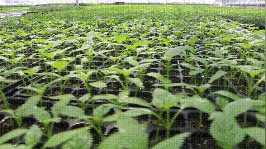 最新众筹果现象的多维解读