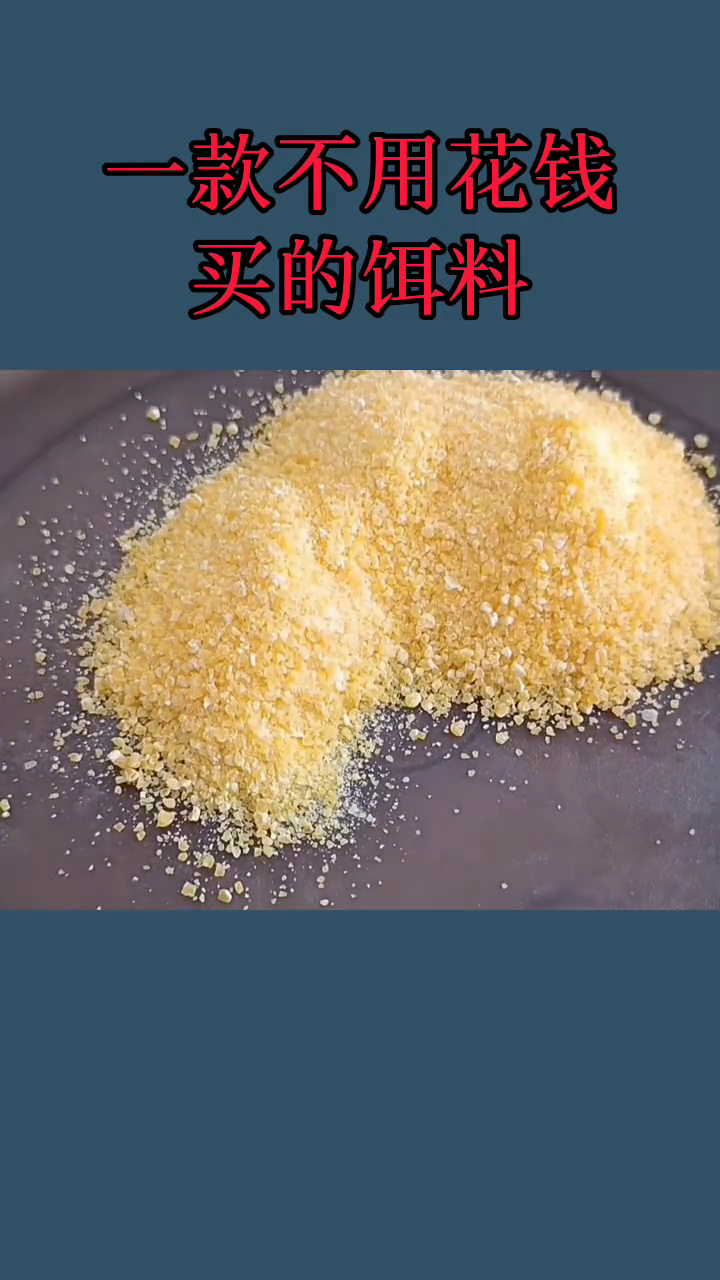 鱼饵最新版制作与应用指南