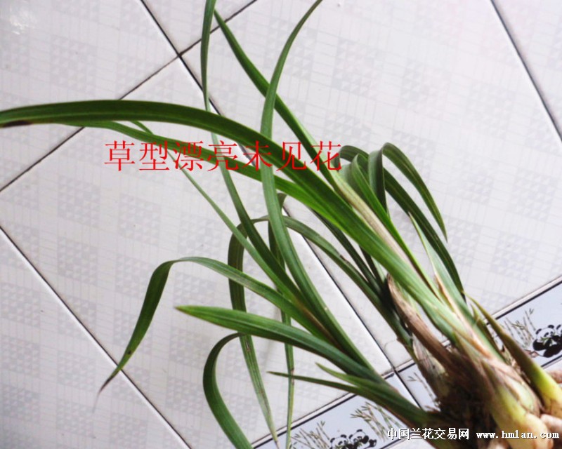 蕙兰九华红素最新价格指南，适合初学者与进阶用户参考