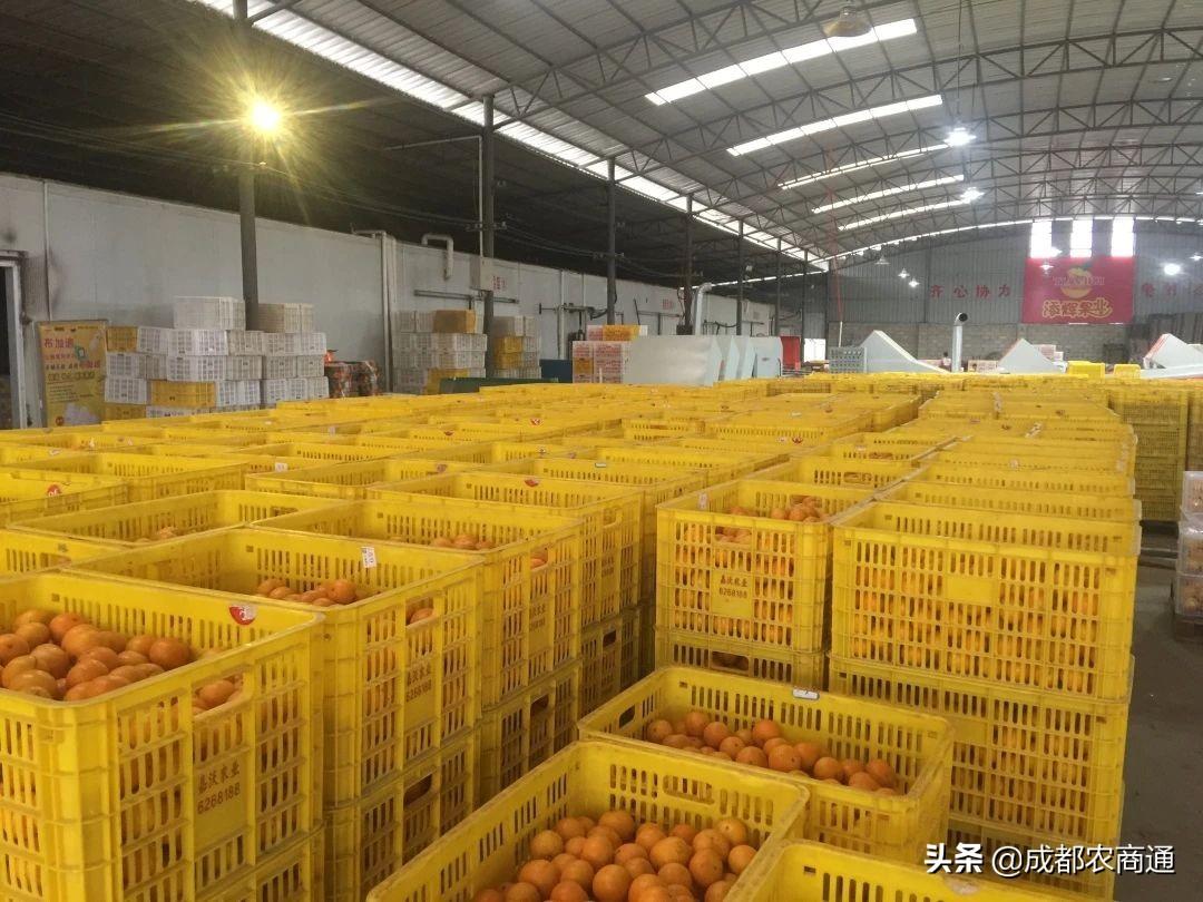 广西联拍最新拍卖公告深度解读与观点分析
