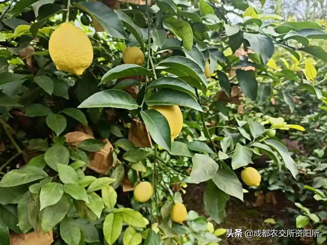 安岳柠檬全方位指南，种植、管理与营销的最新动态全攻略