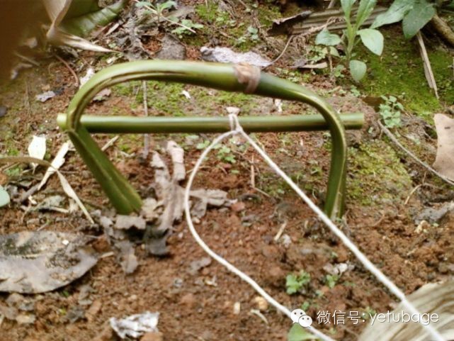 最新捕猎野兔工具揭秘与探索🔍🐰