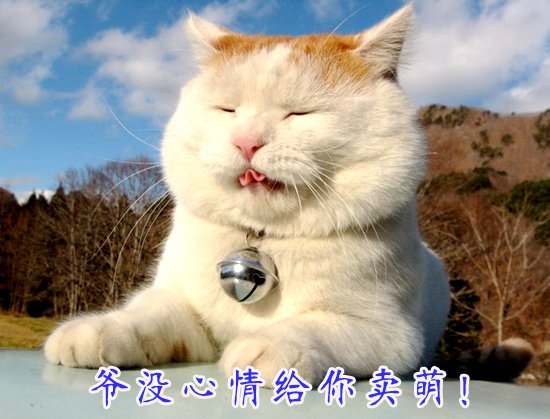 最新猫价格，学习变化，拥抱自信与成就感之路