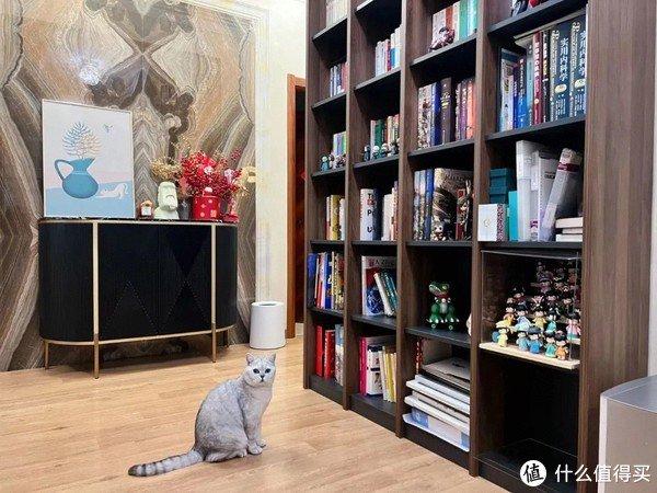最新宅物分享，现代生活新宠儿的独特魅力