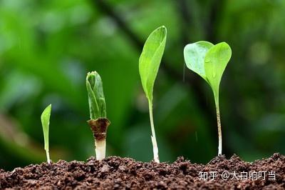 最新种子获取与应用，从初学者到进阶用户的详细步骤指南