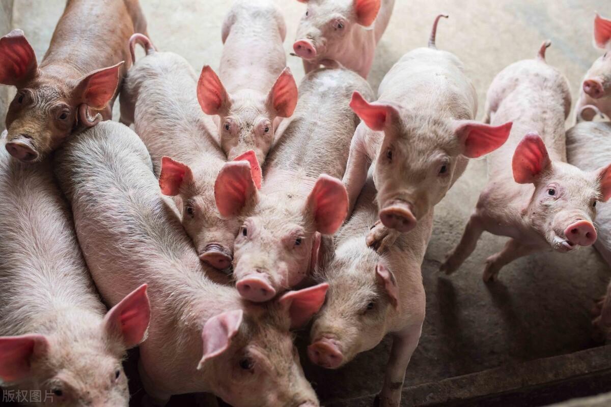 羊肉最新价格行情报告揭秘，新鲜出炉的羊肉行情报告！