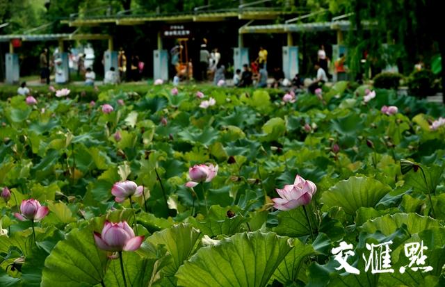 科技、娱乐与生活交汇点的最新更新视频速递