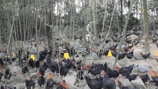 宜春最新动态全面指南，如何了解和参与宜春的最新消息