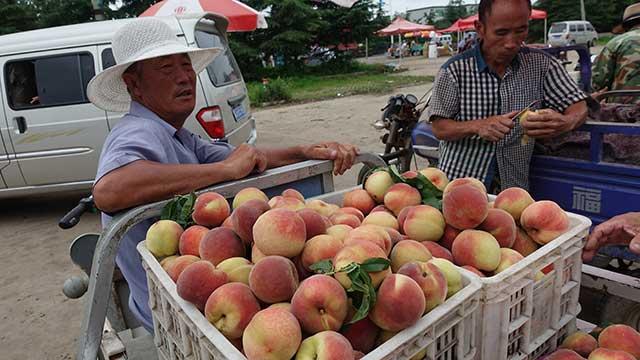 桃子价格最新行情揭秘，市场走势分析与预测报告
