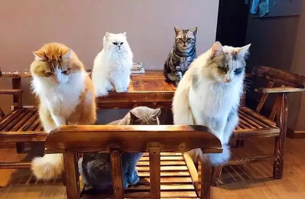 猫咪官网最新，与自然猫咪的旅行，探寻内心平和之地