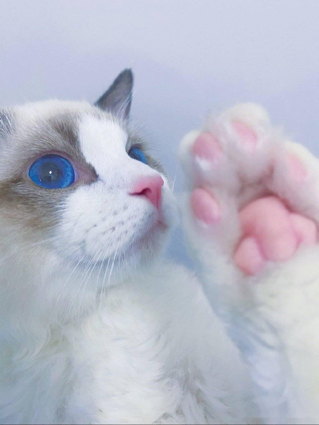 猫咪app最新版，探索学习变化的力量与乐趣