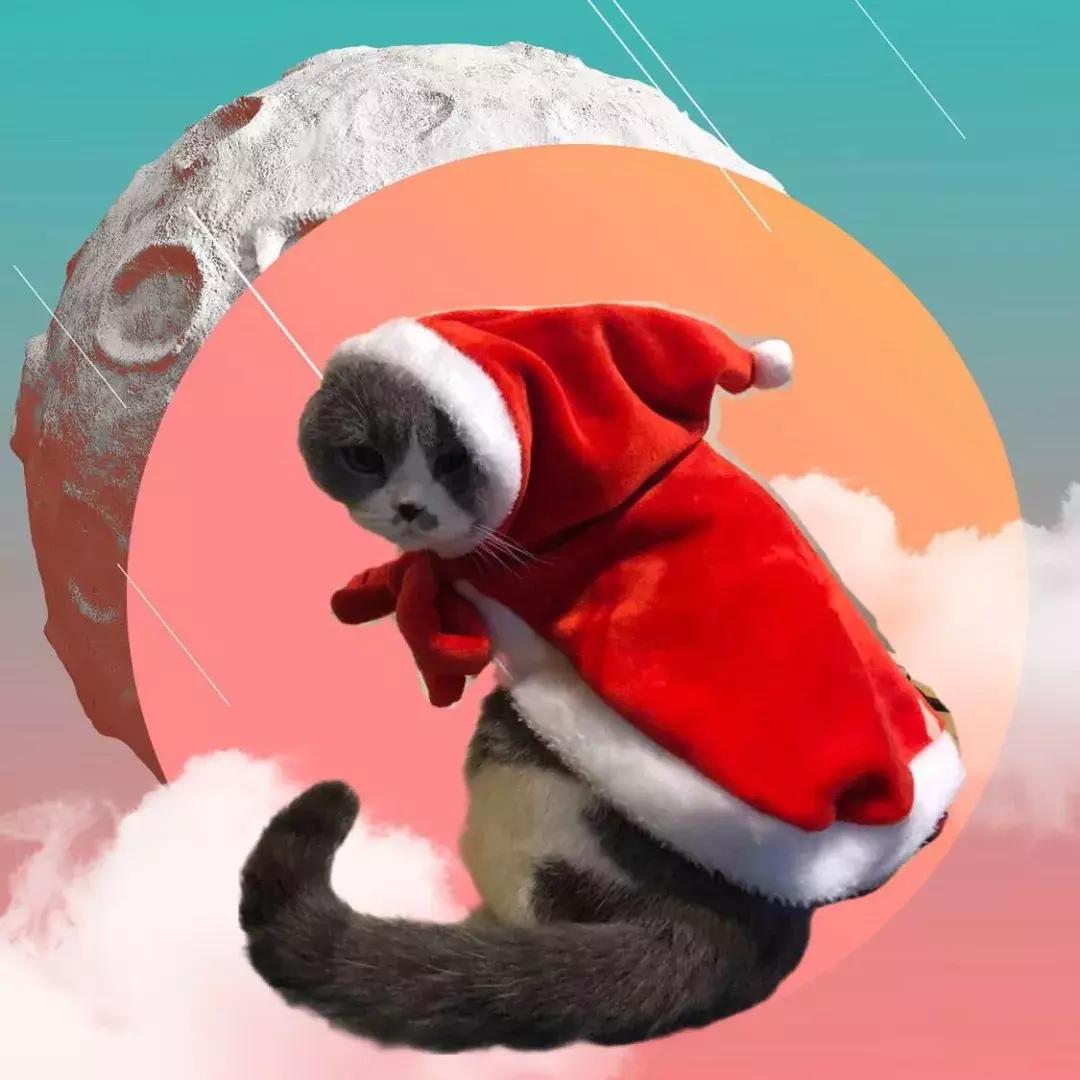 猫咪最新破解版apk，学习变化，体验自信与成就感的力量