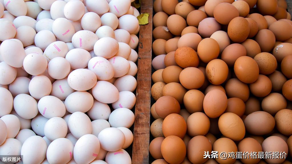 鸡蛋最新价格获取指南，实时了解鸡蛋市场行情